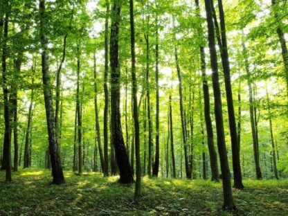 Tranquil Forest Wallpaper is a nature wall mural of green trees in a sunny forest from About Murals.