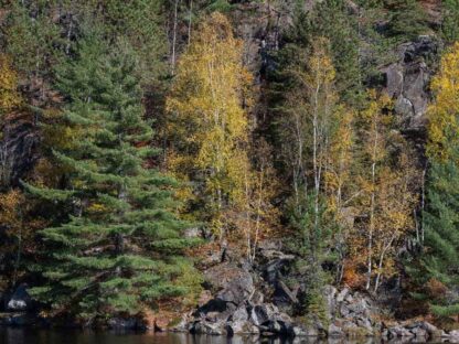 Algonquin Park Wallpaper is a high res photo wall mural of autumn trees in an Ontario forest from About Murals.