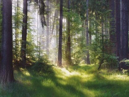 Forest Grass Wallpaper is a photo wall mural of sunbeams shining through spruce trees in a green forest onto wispy grass from About Murals.