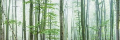 Light Green Forest Wallpaper is a photo wall mural of tall trees in a misty forest from About Murals.