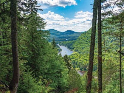 Mountain River Wallpaper is a photo mural of a river twisting through a pine tree forest toward mountains from About Murals.