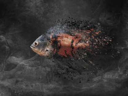 Oscar Fish Wallpaper is a modern mural of an abstract Oscar splatter on a black textured background from About Murals.