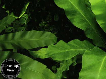 A close-up view of a living wall wallpaper from About Murals